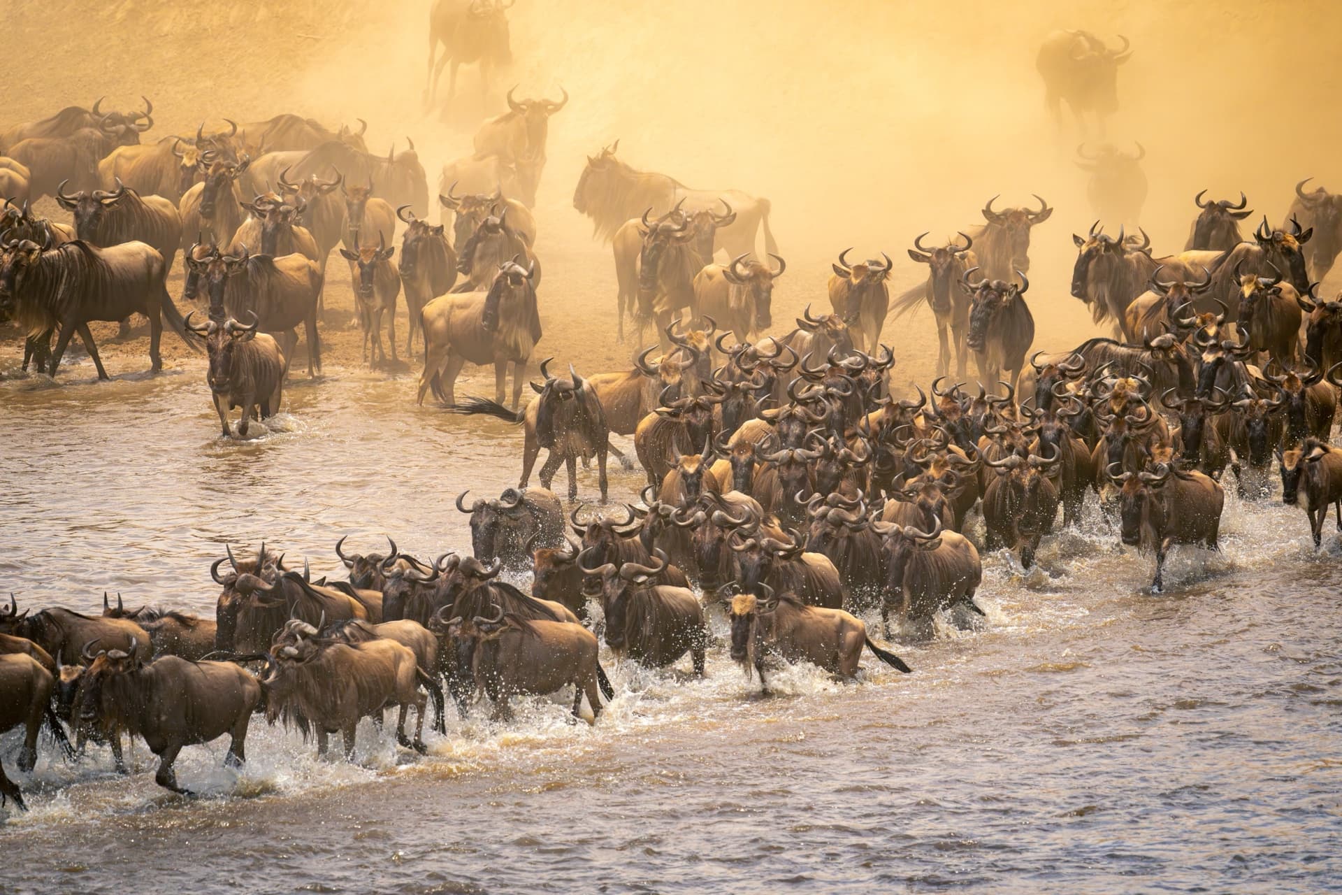 Safari destination: Kenya