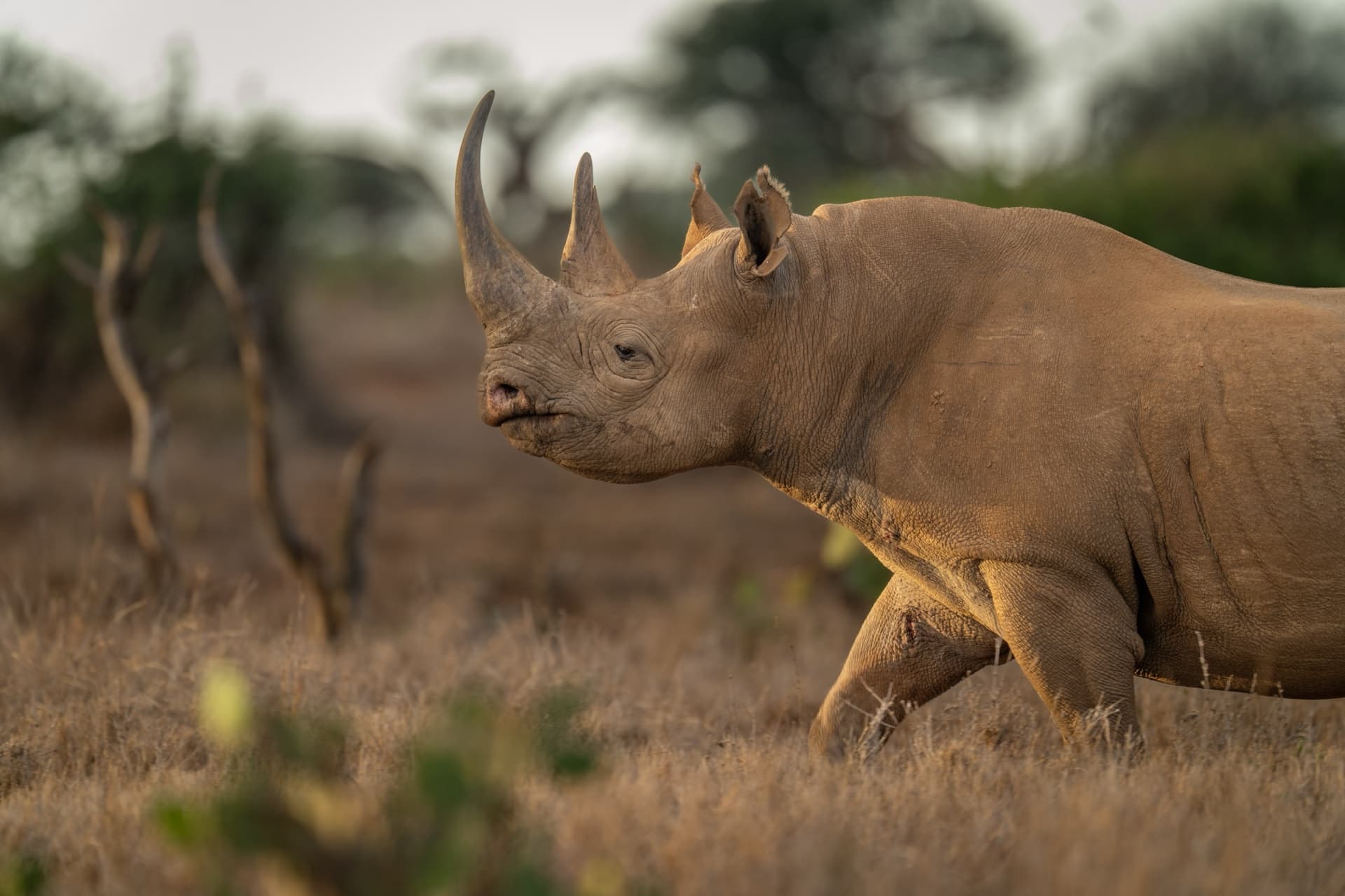 Safari destination: Kenya