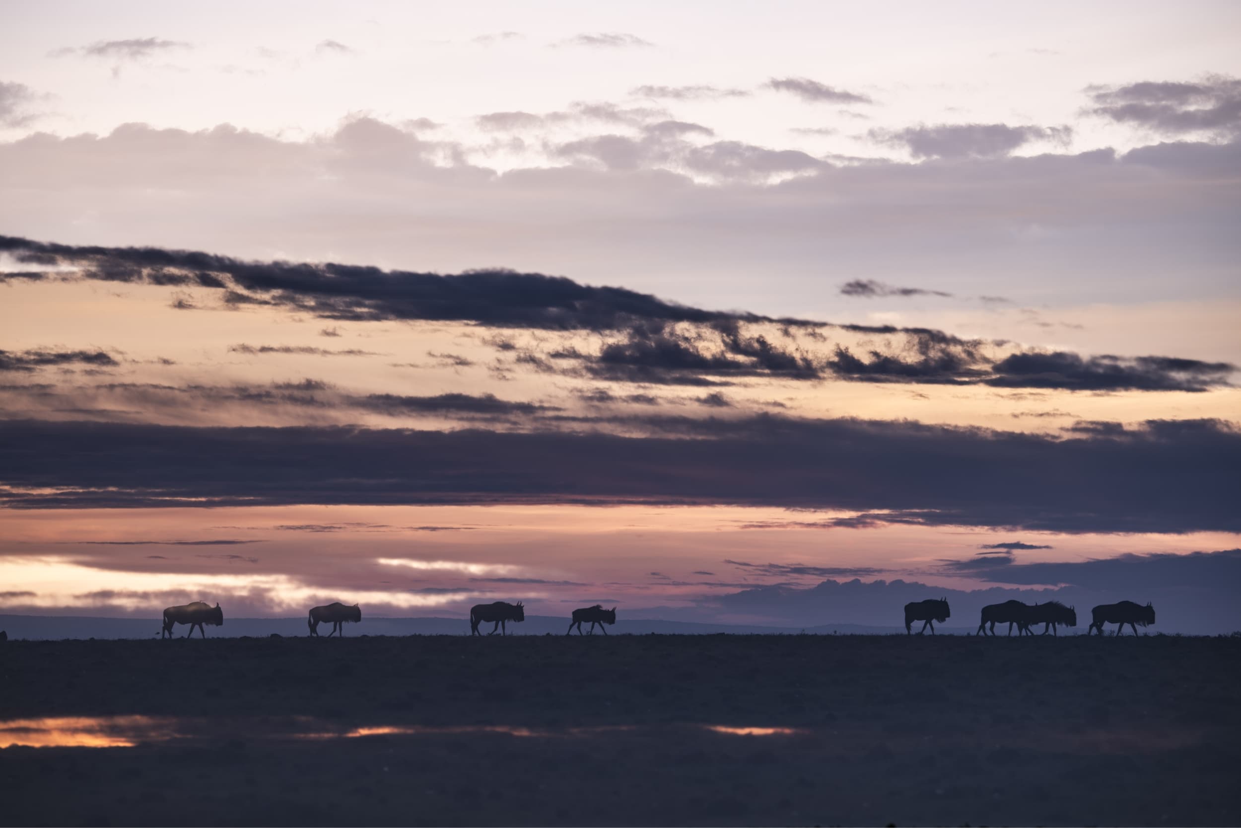 Safari destination: Kenya