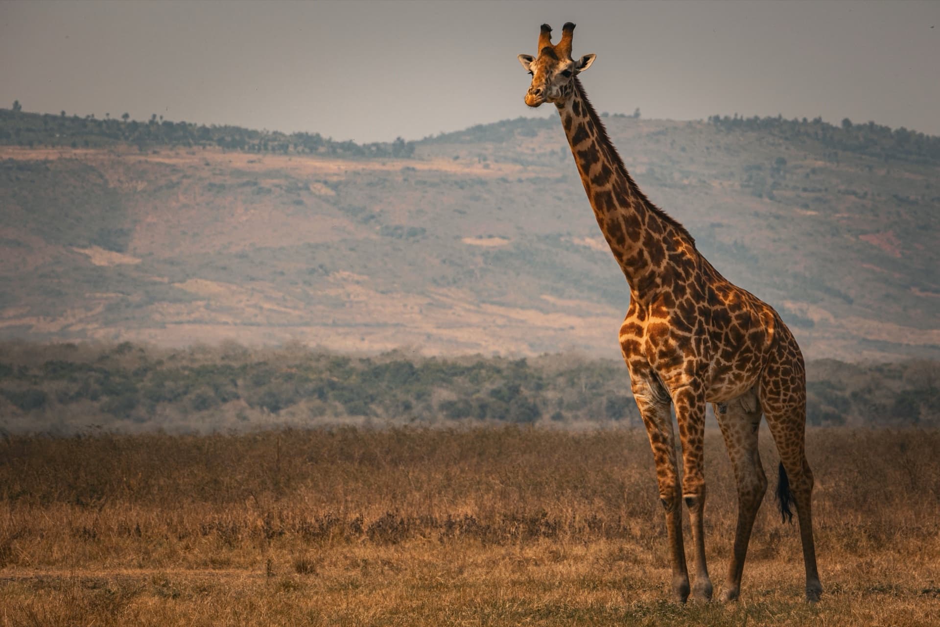 Safari destination: Rwanda