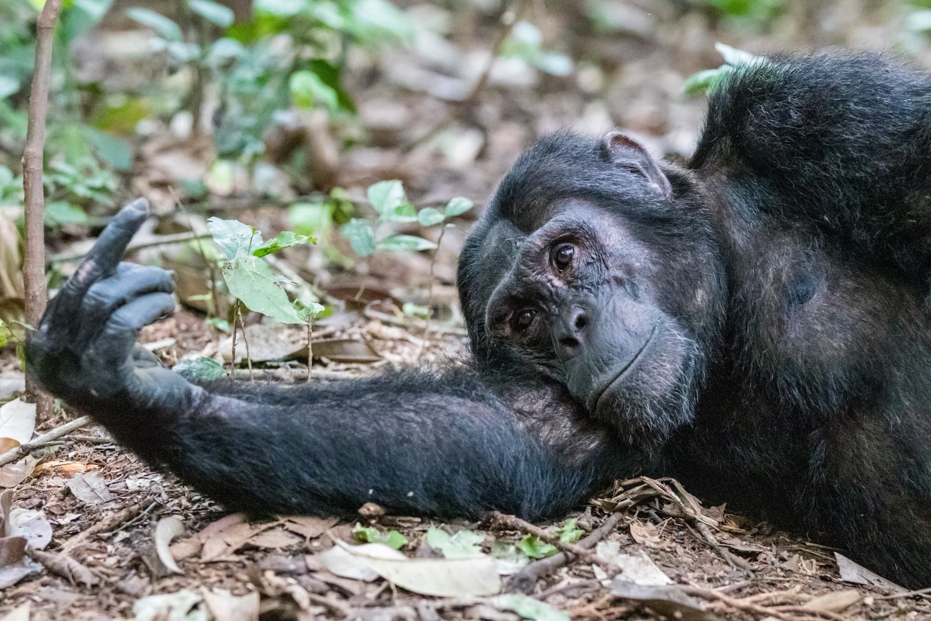 Safari destination: Rwanda