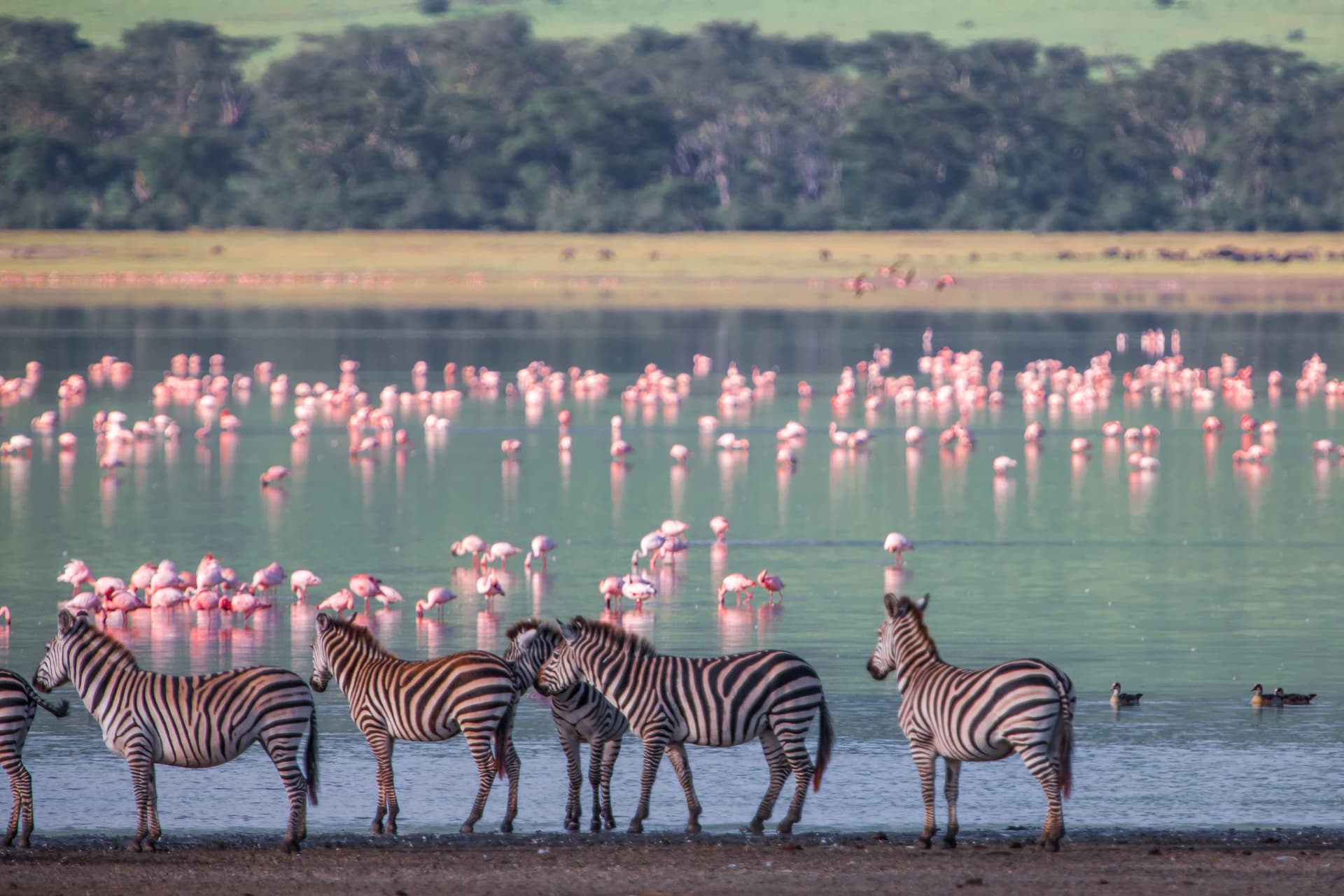 Safari destination: Tanzania