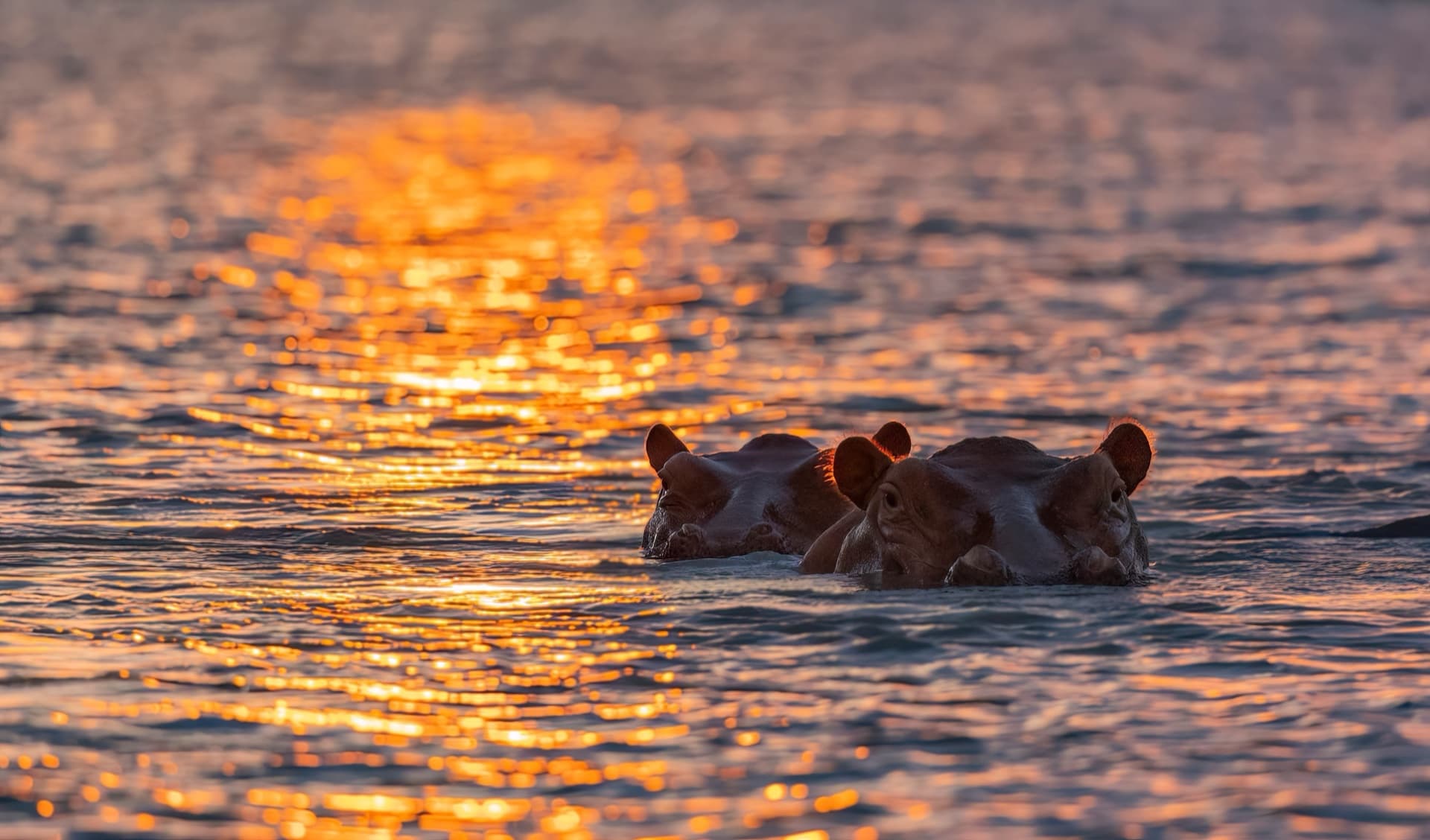 Safari destination: Tanzania