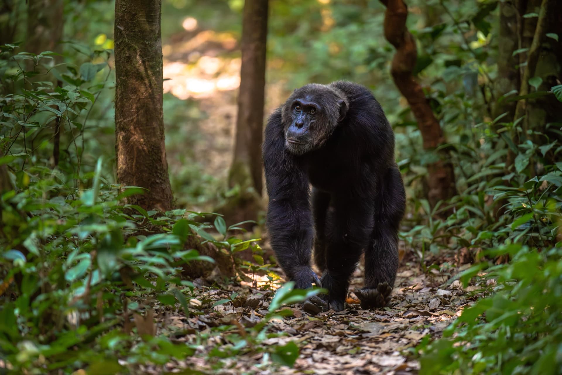 Safari destination: Uganda