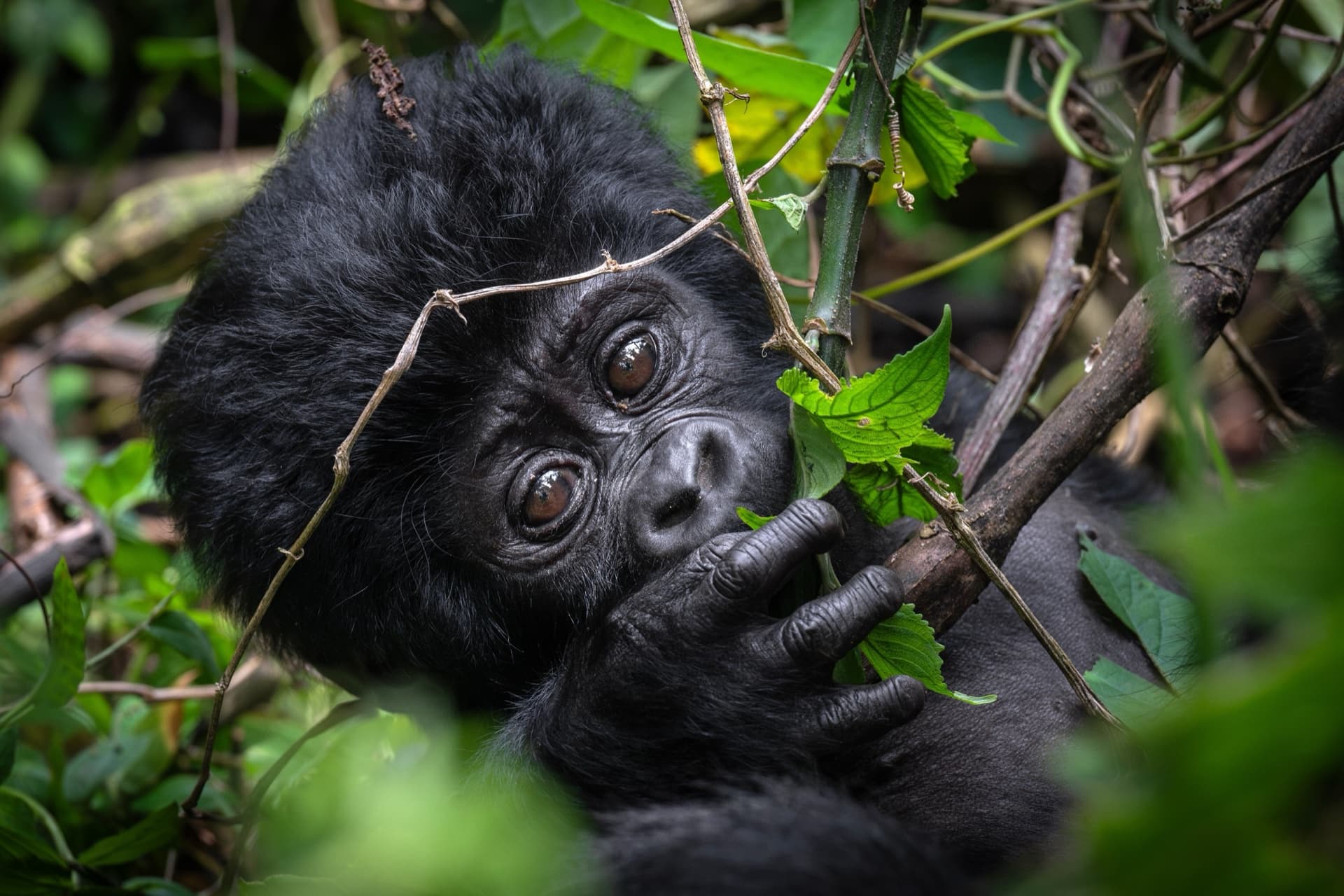 Volcano Peaks and Rainforest Trails of Rwanda
