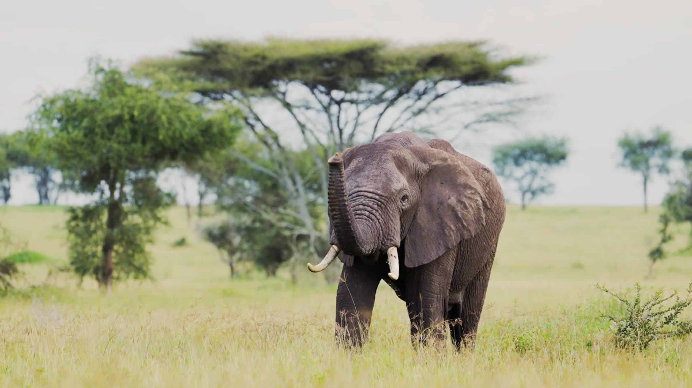 African savanna at golden hour with elephants and Mount Kilimanjaro