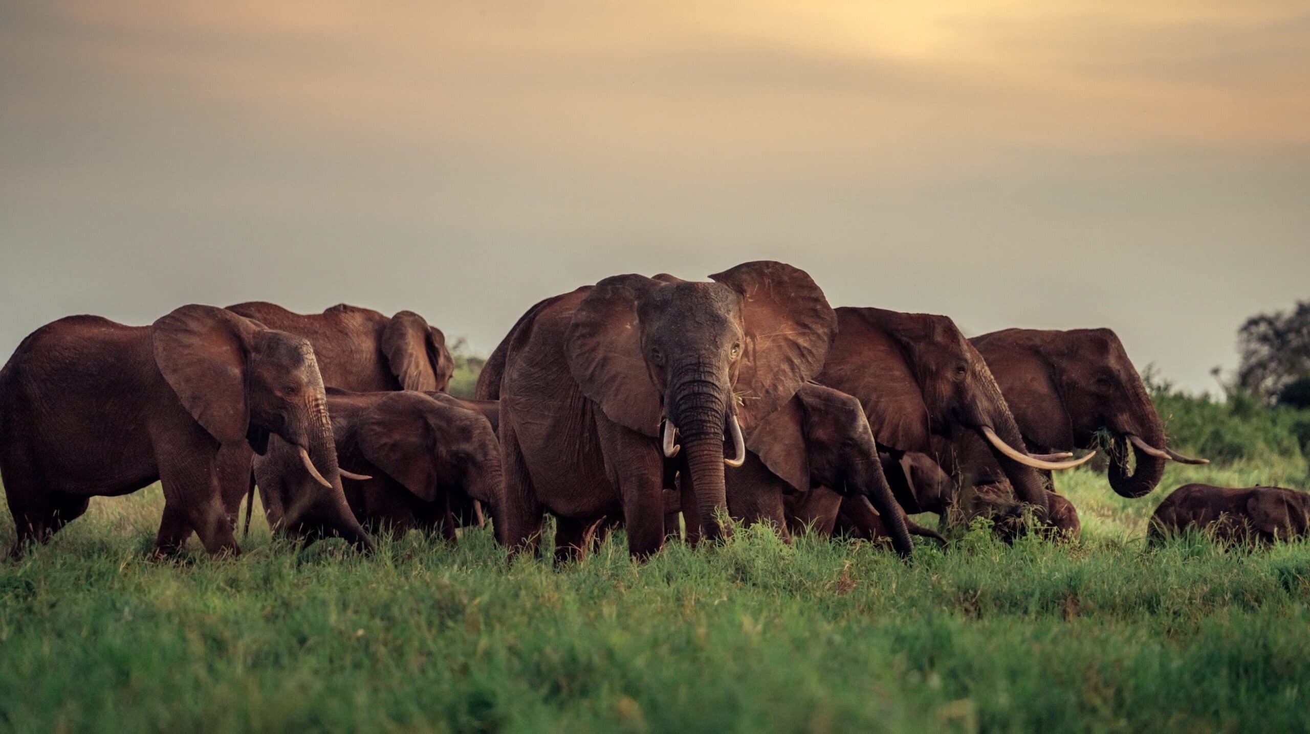 Carbon Offset Programme in Partnership with Planet Moja